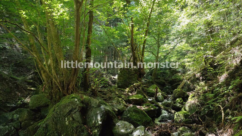 棒ノ折山（棒ノ嶺）と言えば、沢登り！登山初心者も楽しめる