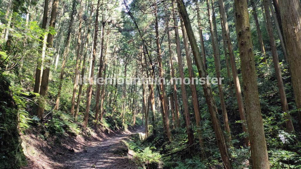 岩と樹木と緑！木漏れ日の道を進む