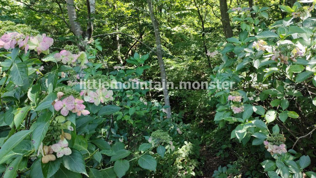 人生初！真夏に咲くタマアジサイ（玉紫陽花）