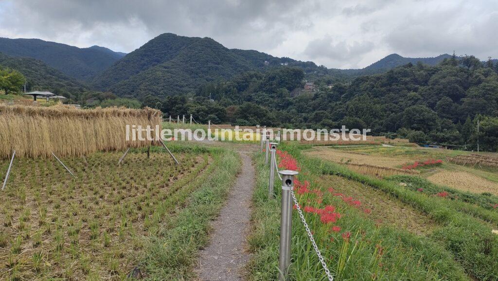 横瀬（よこぜ）の寺坂棚田で、曼殊沙華（彼岸花）咲く里山を堪能