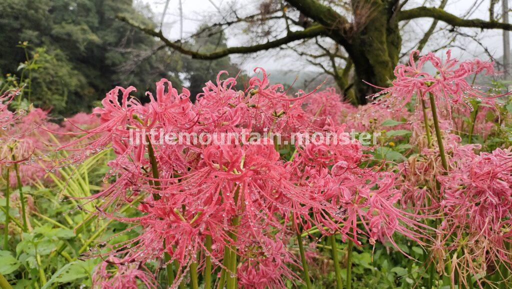 小川町の彼岸花群生地！腰越