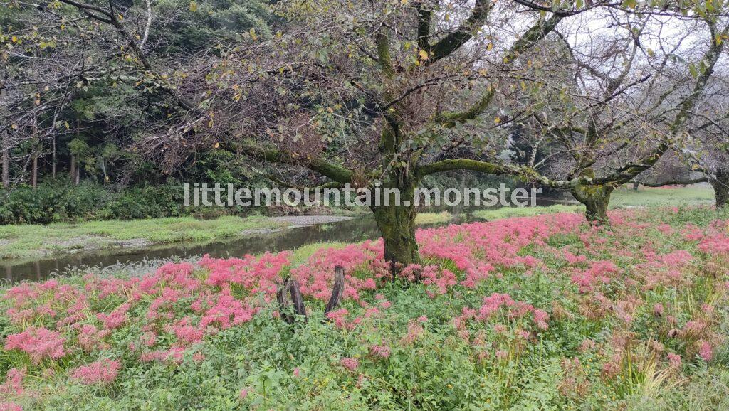 小川町の彼岸花群生地！腰越