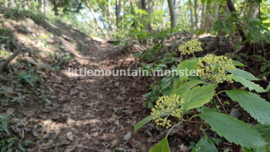 丸山から芦ヶ久保駅を目指して下る。苔好きにおすすめ！