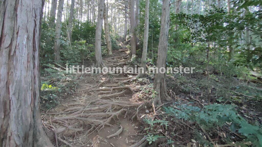 標高303m地点に到着！樹々の揺れを無になって眺める