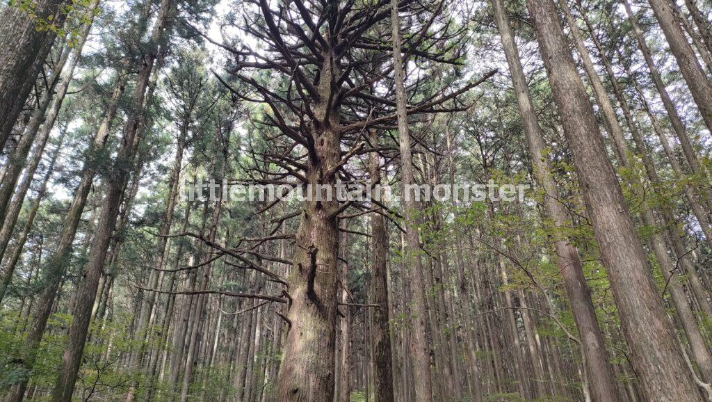 「一の鳥居」から御嶽神社の表参道コースで武甲山の山頂を目指す