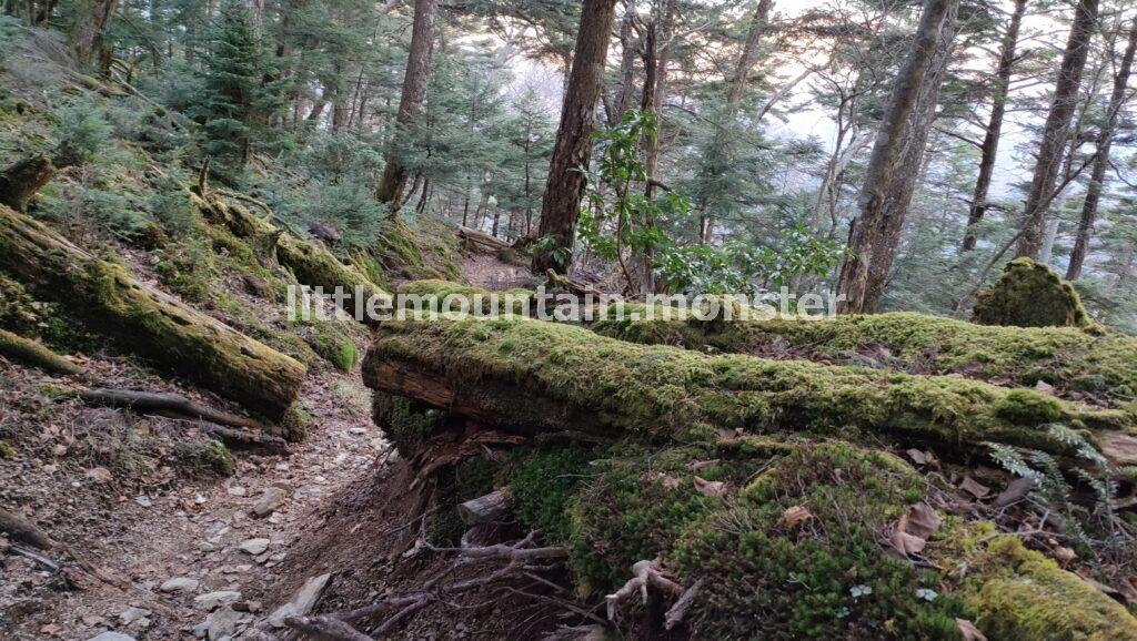 三峯神社を目指して、植林の中をたんたんと下山