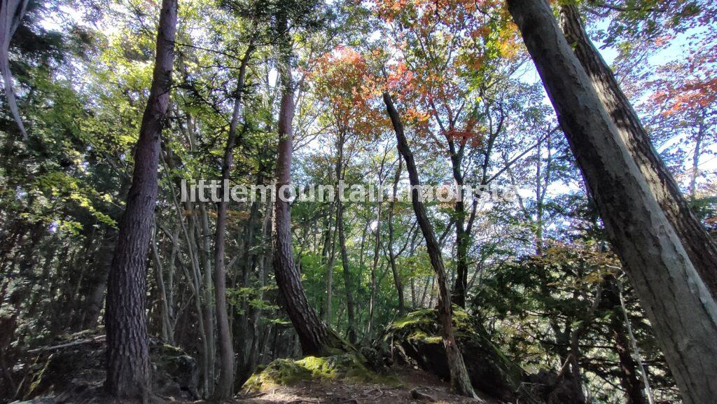 長岩峠まで戻り正丸駅方面へ｜伊豆ヶ岳を5時間で登山したよ