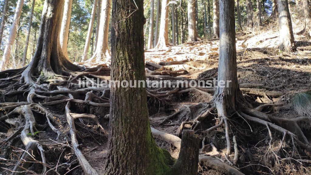 まき道をハイキングしつつ、堂所山（733m）でピークハント