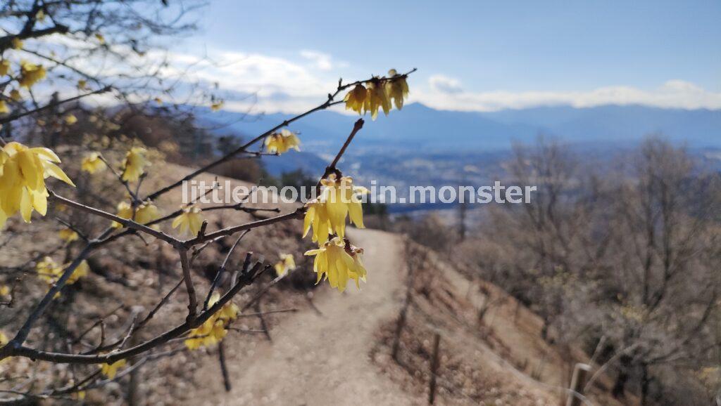 宝登山の頂上エリアを散策