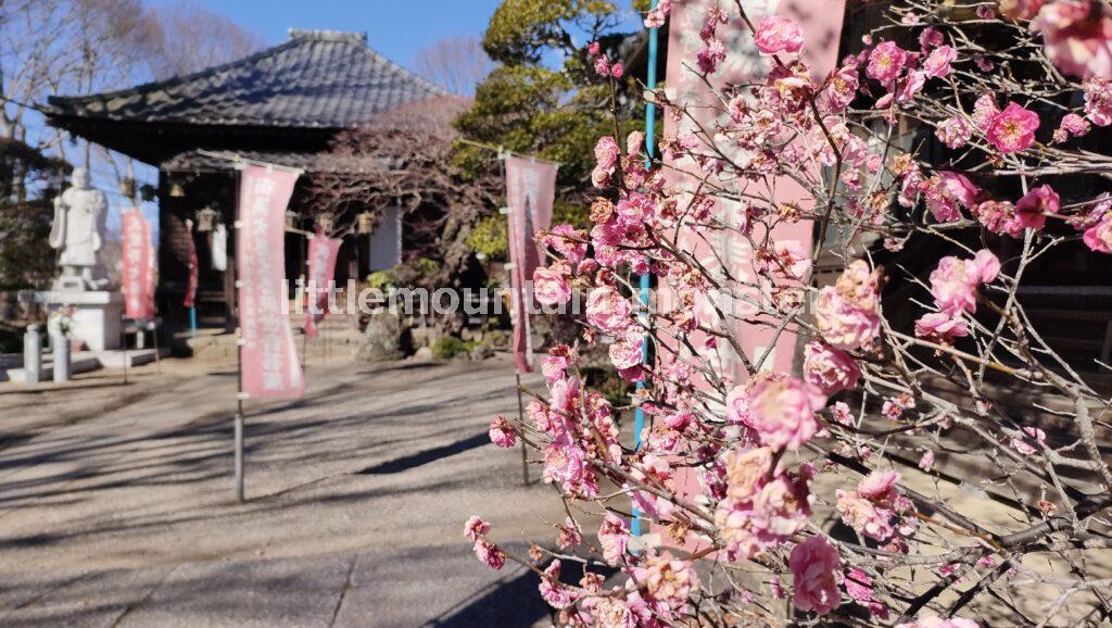 ヤマノススメの白い象がいるぞう観音寺！など、お寺や神社めぐり