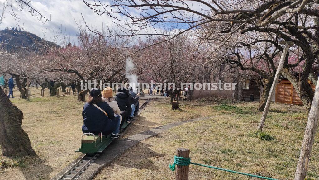 フライングし過ぎた（苦笑）越生梅林で咲いている梅を探す