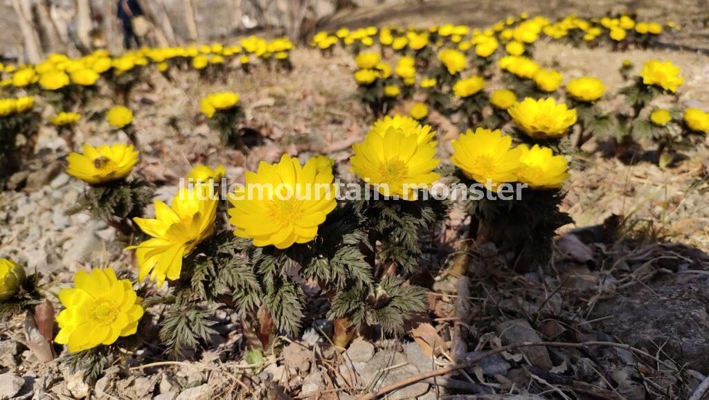 秩父山系に咲く紅色の福寿草！秩父紅（ちちぶべに）を愛でる