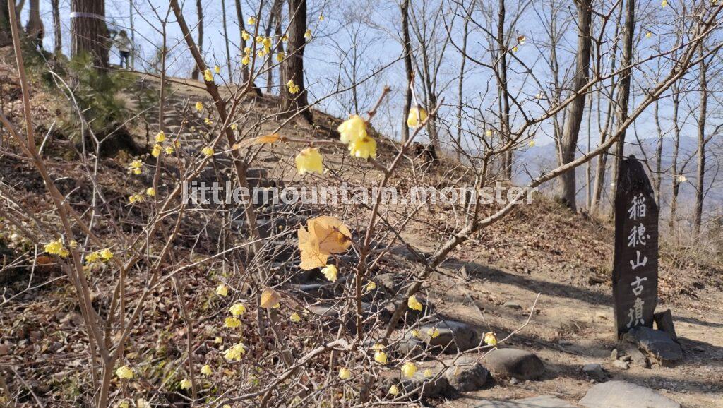 稲穂山古墳から下る道は、蝋梅香る♪