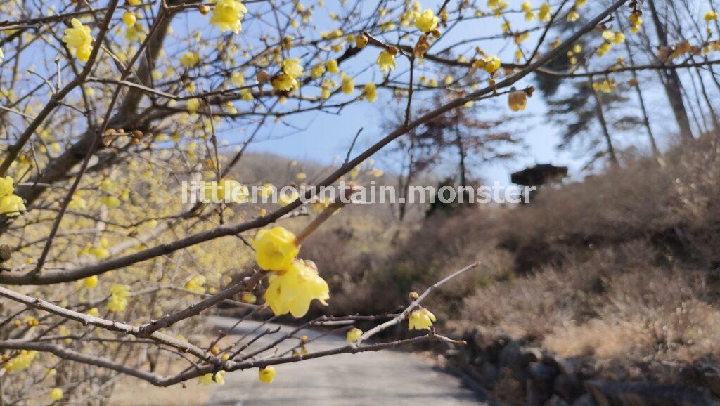 稲穂山古墳から下る道は、蝋梅香る♪