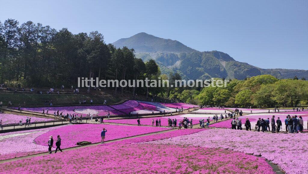 羊山公園の芝桜の丘!パッチワークが満開