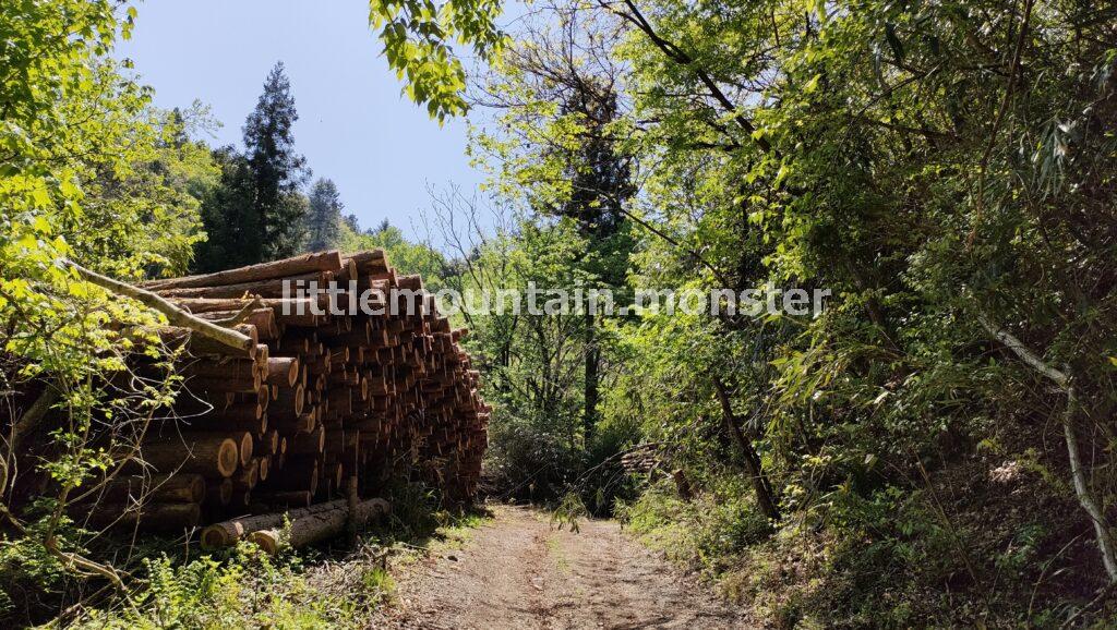 迂回しながら、木漏れ日の登山道を行く