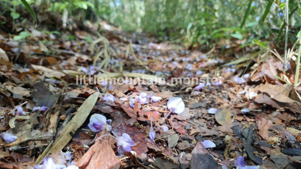 YAMAPの地図を頼りに「熊高の森」を目指す