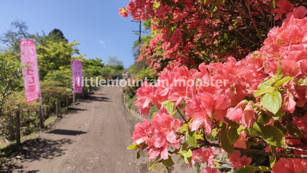 宝登山山頂つつじ園は、見頃を迎えていました