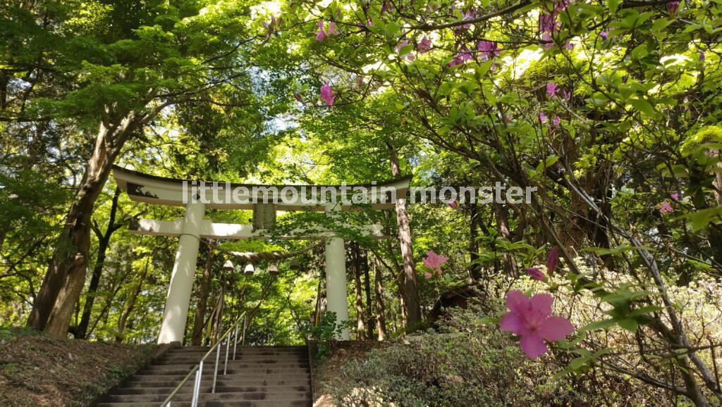 宝登山山頂つつじ園は、見頃を迎えていました