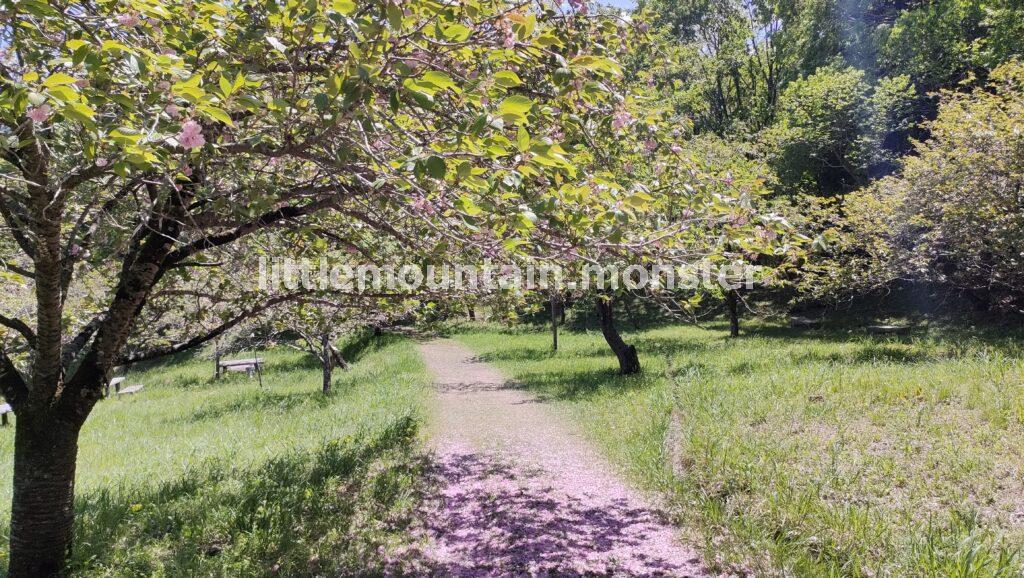 長瀞山五大院　不動寺の通り抜けの桜は、ほぼ散ってピンクの道に