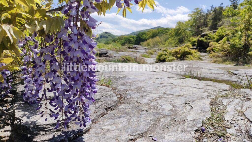 長瀞で藤の花がある場所は岩畳！のだふじが3,000本ほど自生！