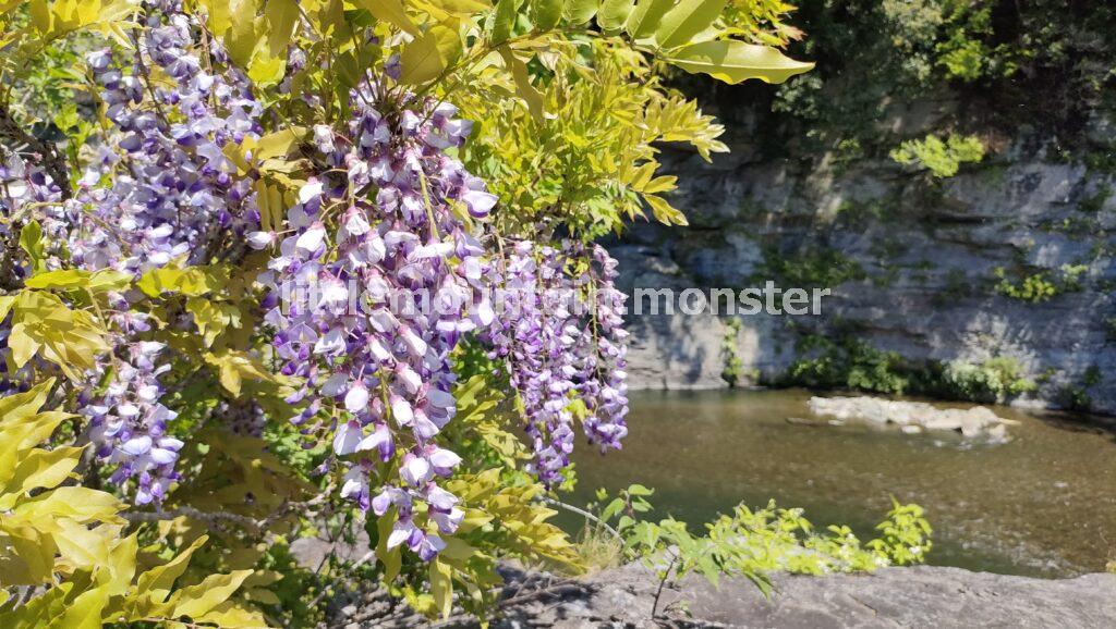長瀞で藤の花がある場所は岩畳！のだふじが3,000本ほど自生！