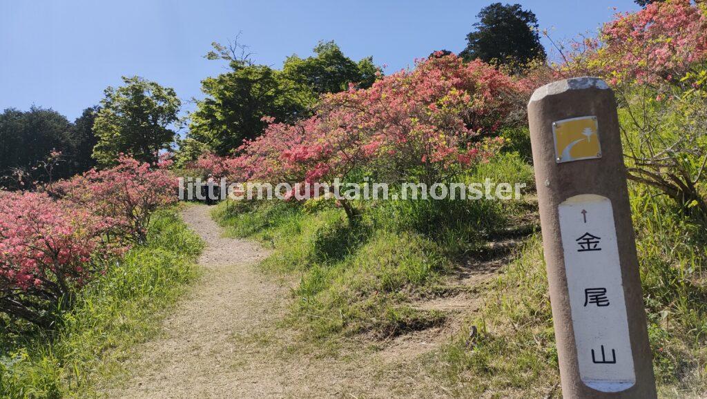 金尾山（かなおやま）では、満開のツツジが迎えてくれました