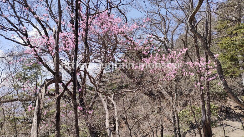 両神山山頂まで続くアカヤシオ！ピンクの花に励まされる