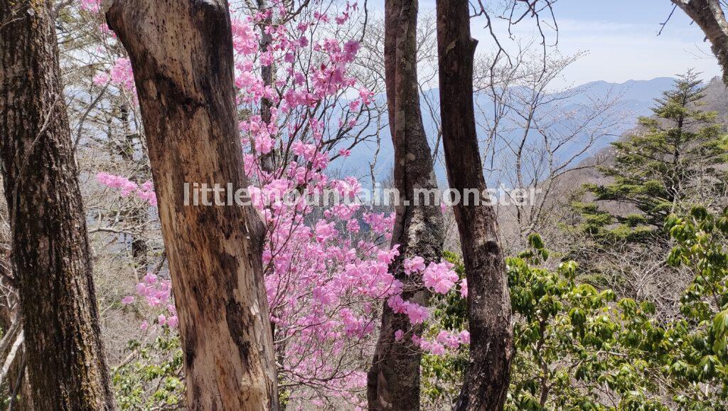 両神山山頂まで続くアカヤシオ！ピンクの花に励まされる