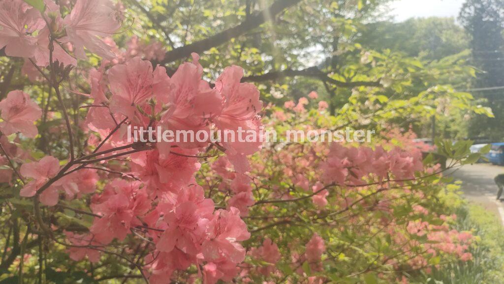 ツツジをたどったら、愛宕山についたよ（笑）