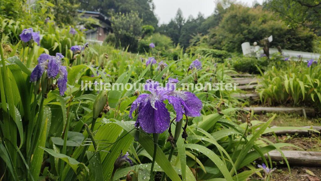 登山道に咲く水が滴るよい菖蒲（あやめ）。