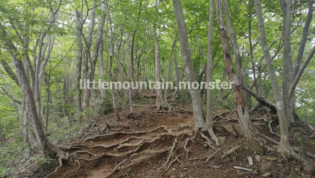 笠山→堂平山へバスでアクセスした【4時間半】ハイキングコース