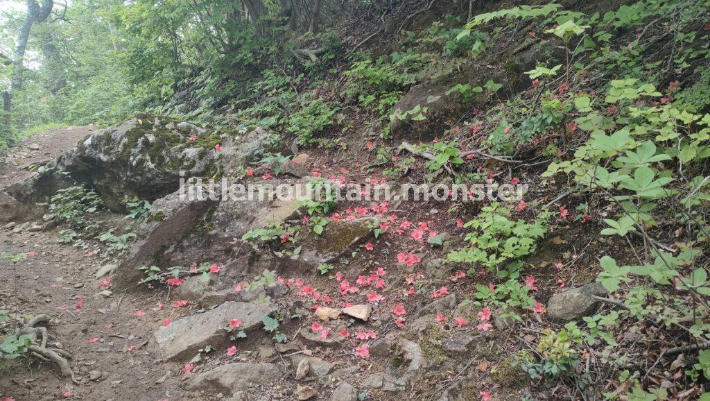 笠山の頂上はふたつ！笠山神社にも頂上碑があるよ