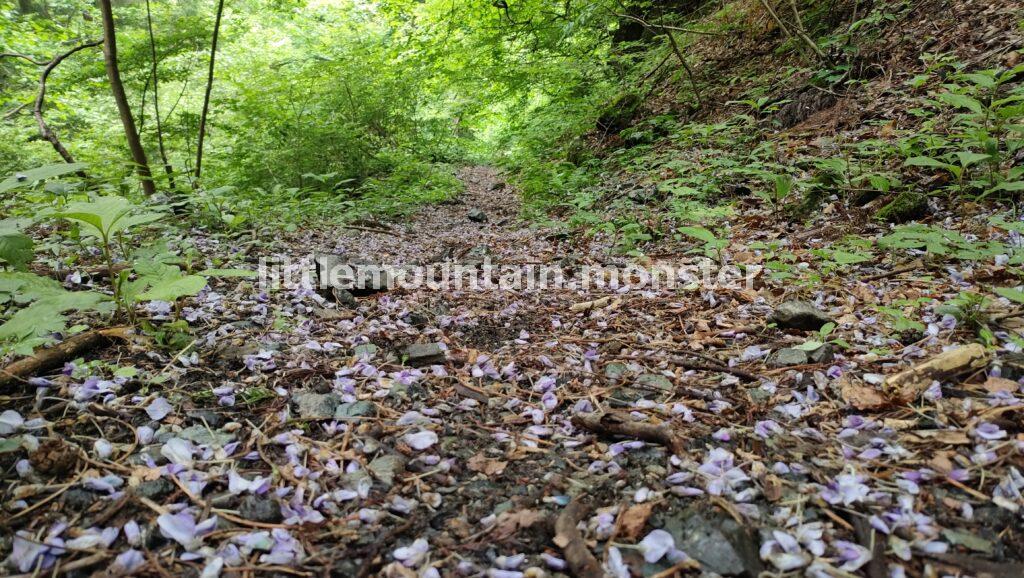 白石車庫バス停まで、堂平山を下っていくよ