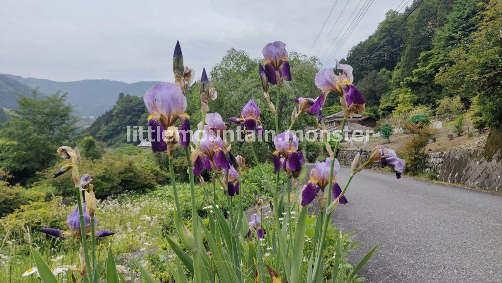 白石車庫バス停まで、堂平山を下っていくよ
