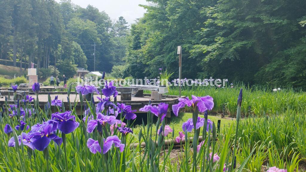 約250品種が咲き乱れる!吹上しょうぶ公園