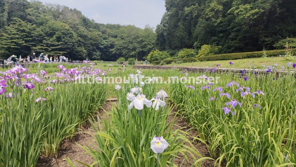 約250品種が咲き乱れる！吹上しょうぶ公園