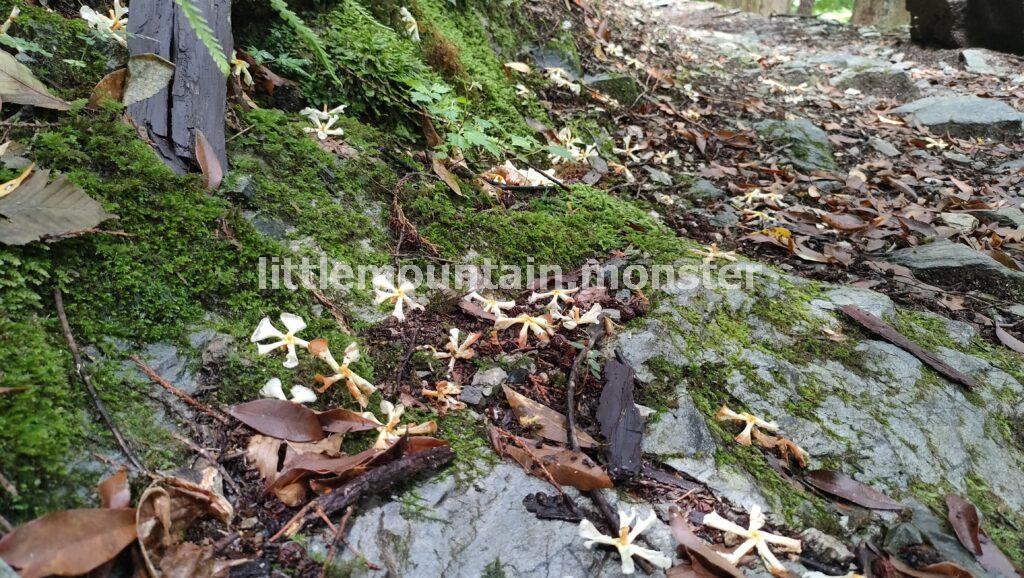 丁目石もたまにある！三峯神社の表参道を登る