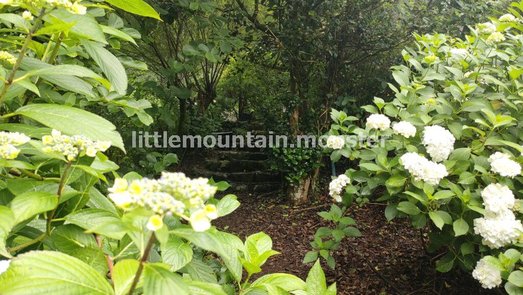 花咲じいさんから地元の若者たちに引き継がれた！南沢あじさい山
