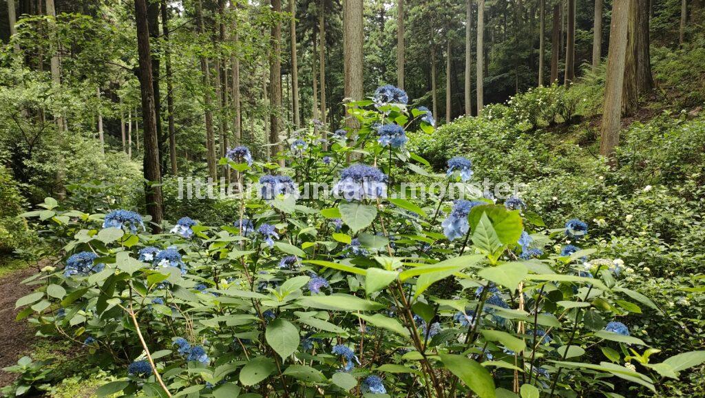 花咲じいさんから地元の若者たちに引き継がれた！南沢あじさい山