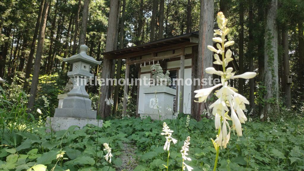 可憐な白い花！榛名神社