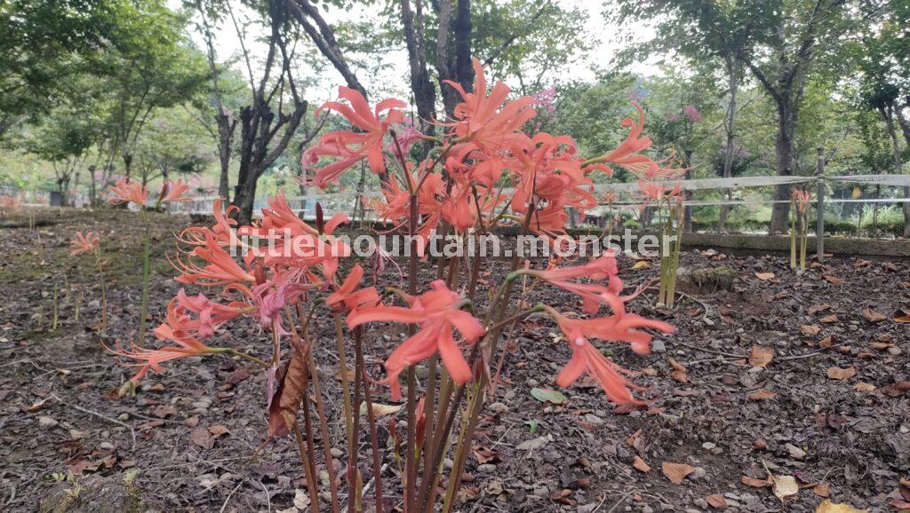 キツネノカミソリが咲き誇る深山の花園