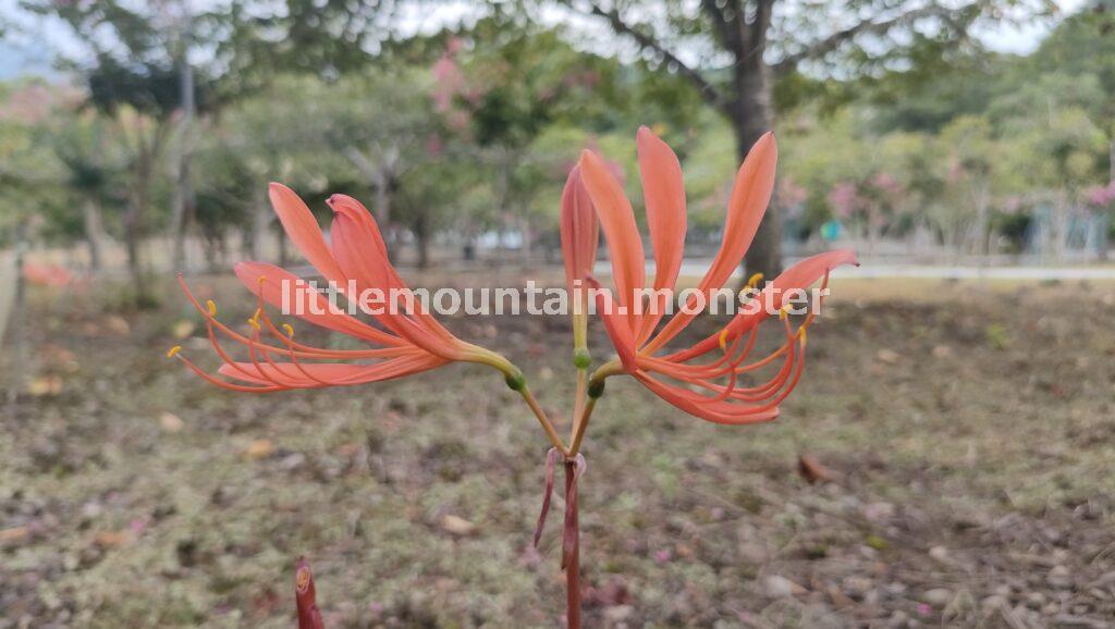 キツネノカミソリが咲き誇る深山の花園