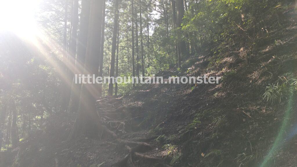 白谷沢登山口から棒ノ嶺に登る
