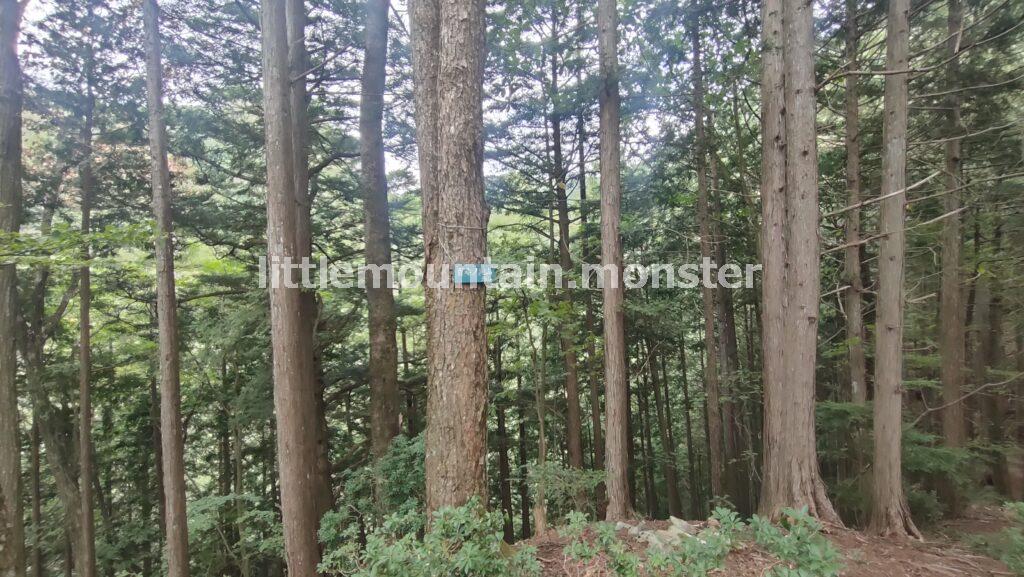 川苔山（1363m）の頂上まで岩登り！