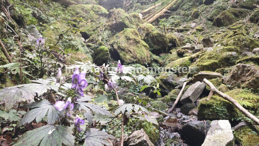 川苔山（1363m）の頂上まで岩登り！