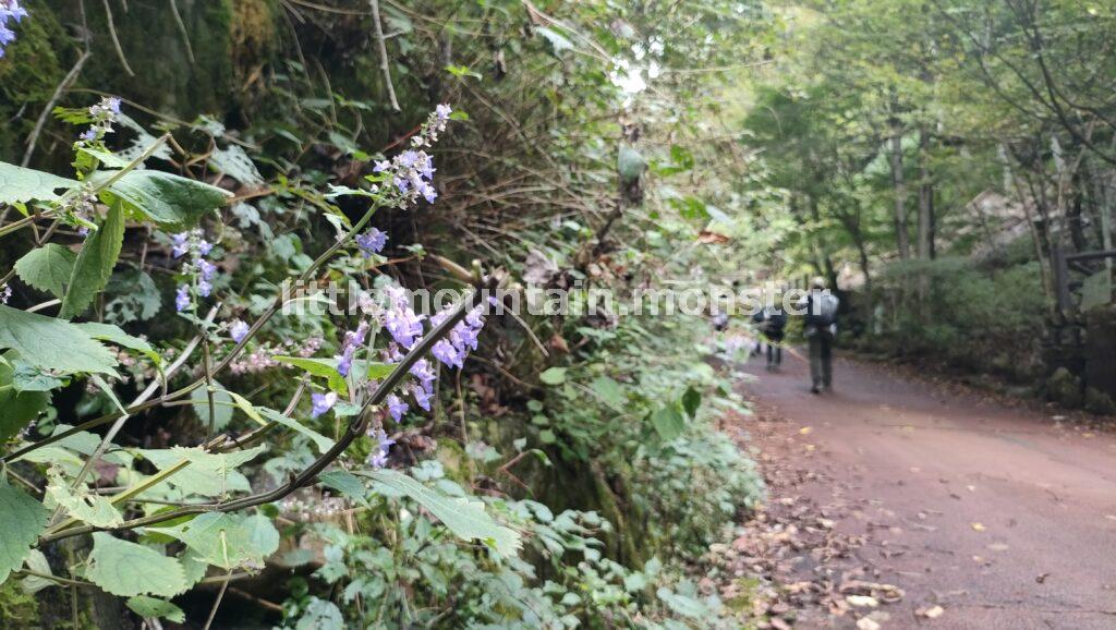 三頭山の3つの山頂を目指し、ブナ林を登る