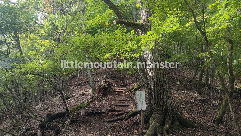 三頭山の3つの山頂を目指し、ブナ林を登る