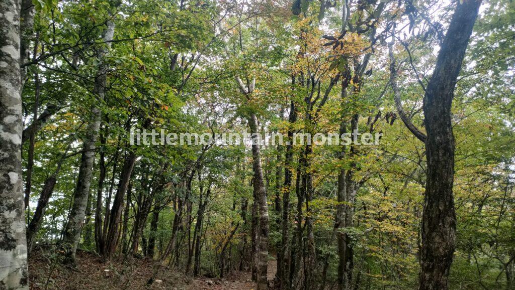 【滑り注意】きのこ・苔を愛でつつ渓流を下る