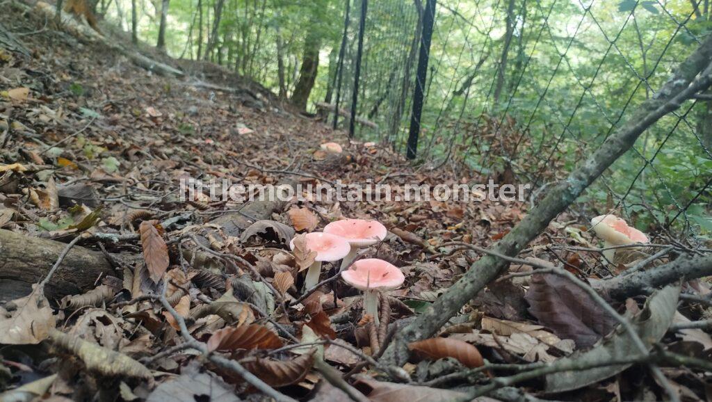 【滑り注意】きのこ・苔を愛でつつ渓流を下る